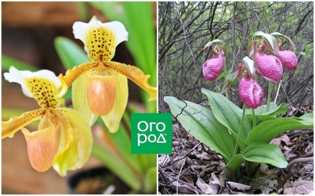 Правильное выращивание орхидеи Венерин башмачок в домашних условиях